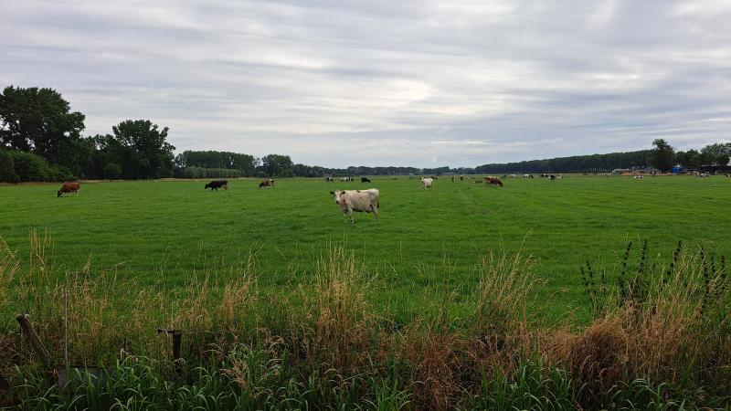 omgeving