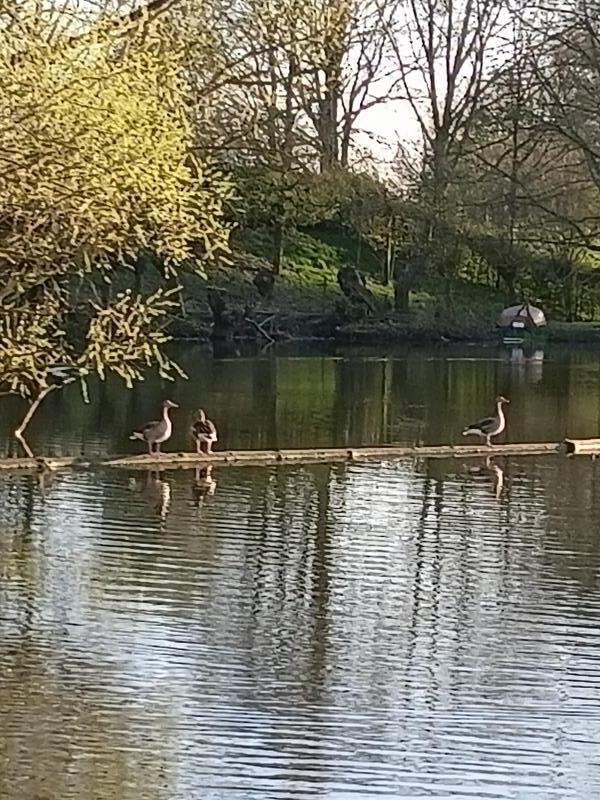 Foto van pagina De omgeving